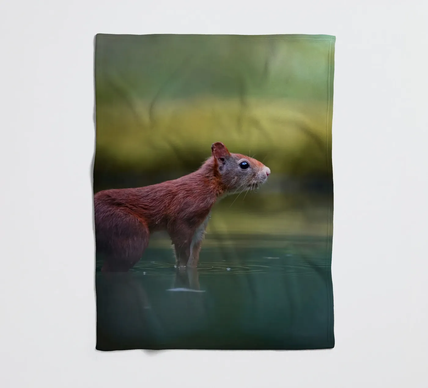 Squirrel fleece blanket by Tom's Wildlife