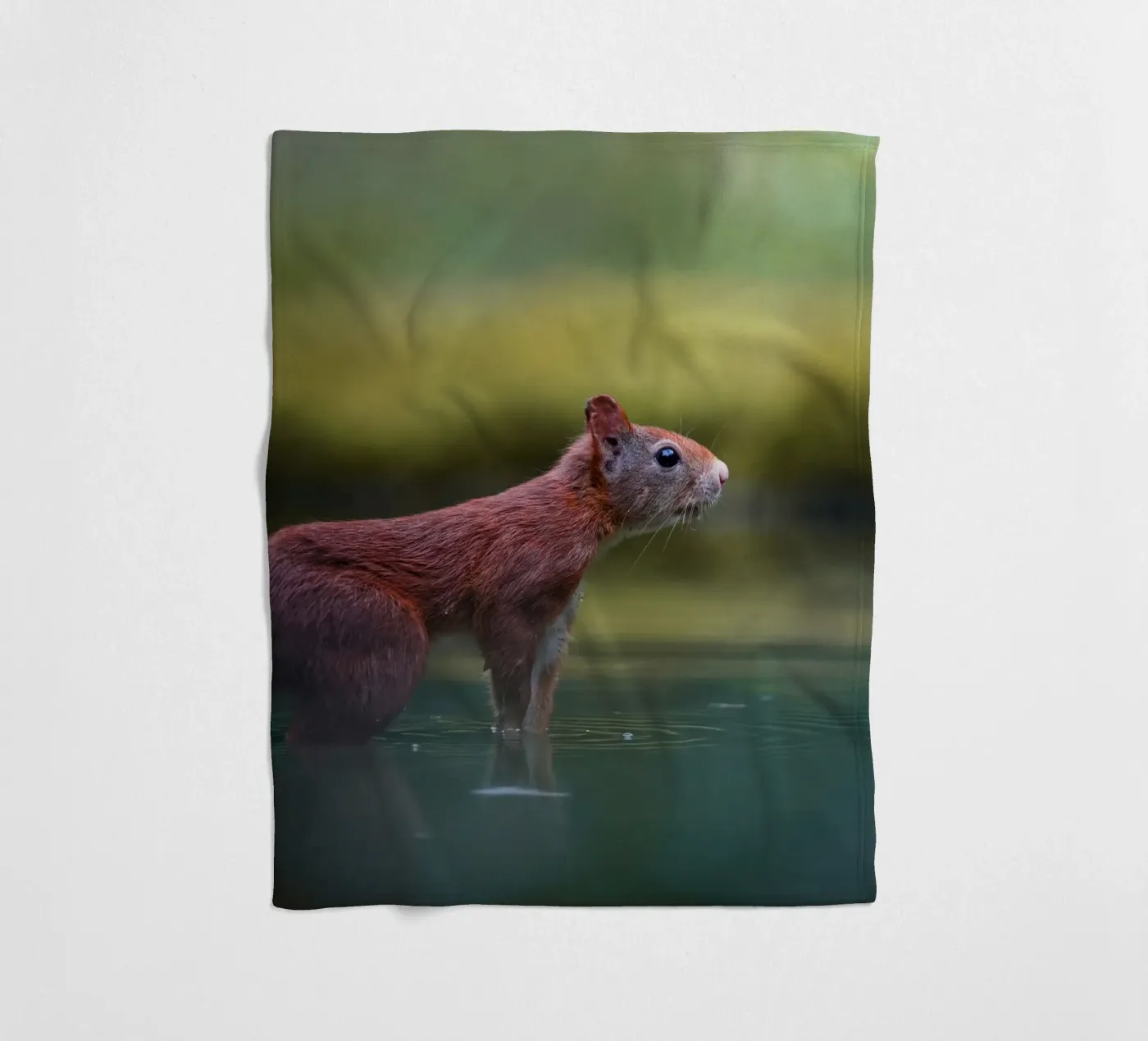 Squirrel fleece blanket by Tom's Wildlife
