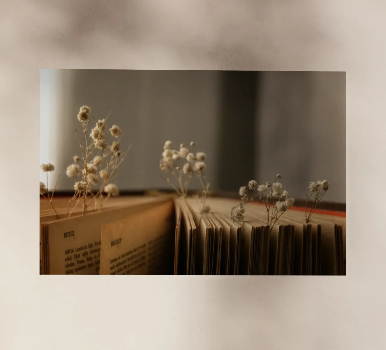 Buch pellicola backlit da Alina