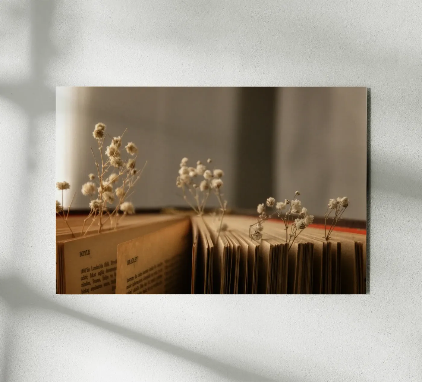 Buch forex plate by Alina