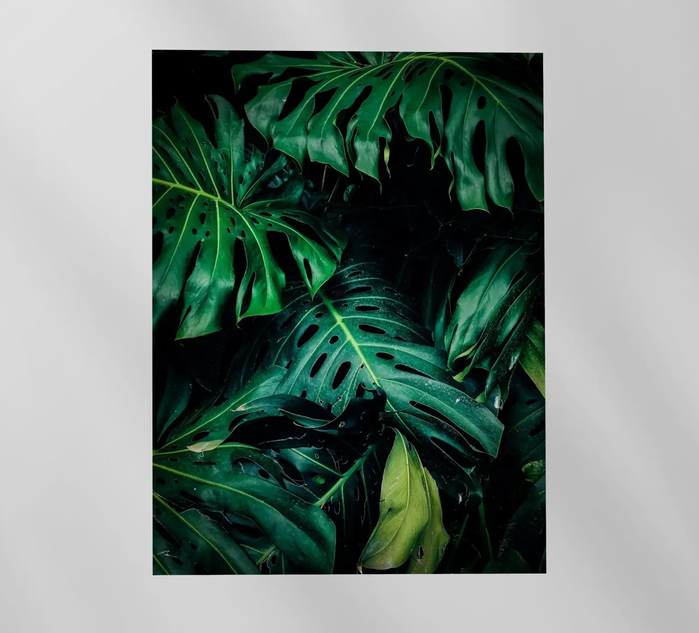 Monstera pellicola backlit da Alina