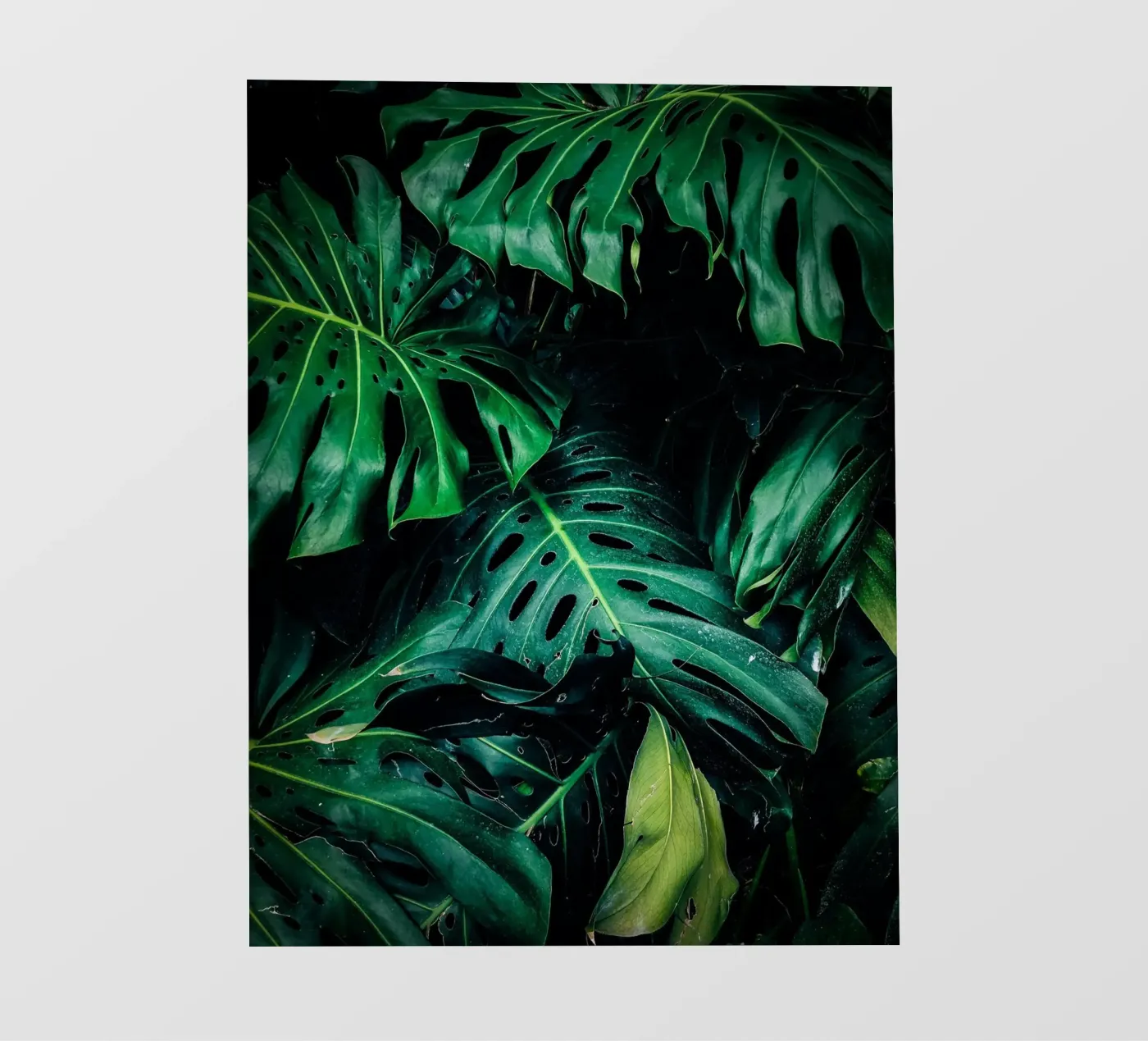 Monstera pellicola backlit da Alina