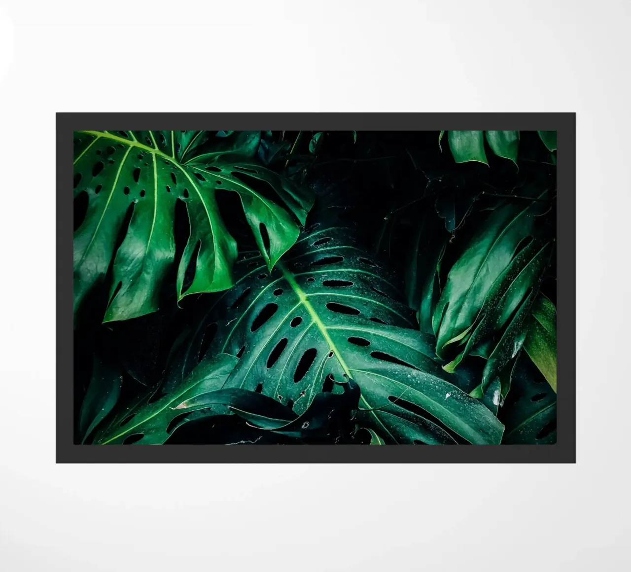 Monstera zerbino da Alina