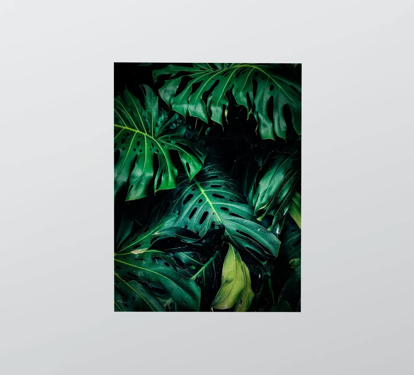 Monstera sticker by Alina