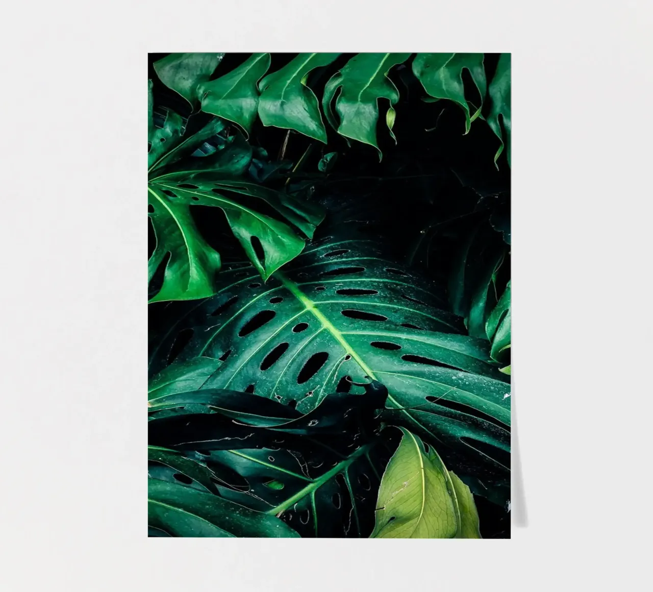 Monstera sticker sheet by Alina