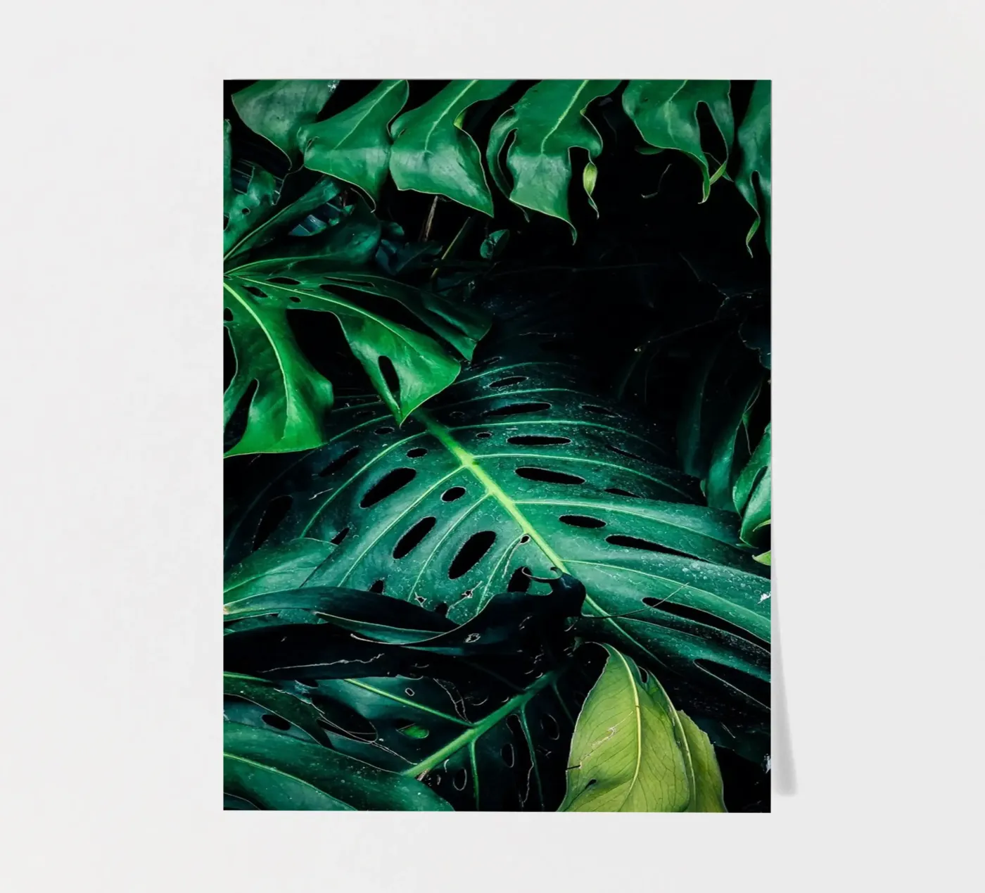 Monstera sticker sheet by Alina