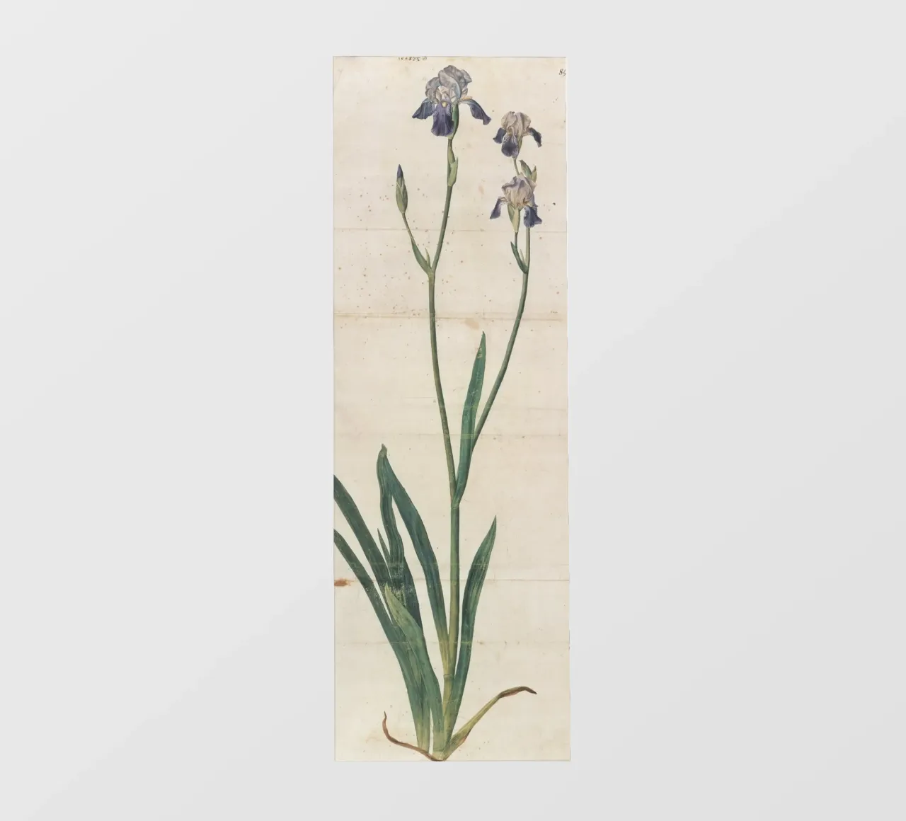 Albrecht Dürer - Iris a fiore blu telo in pvc da ARTOTHEK