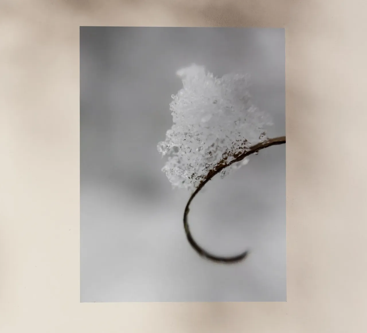 Macro design invernale minimalista pellicola backlit da Whole©