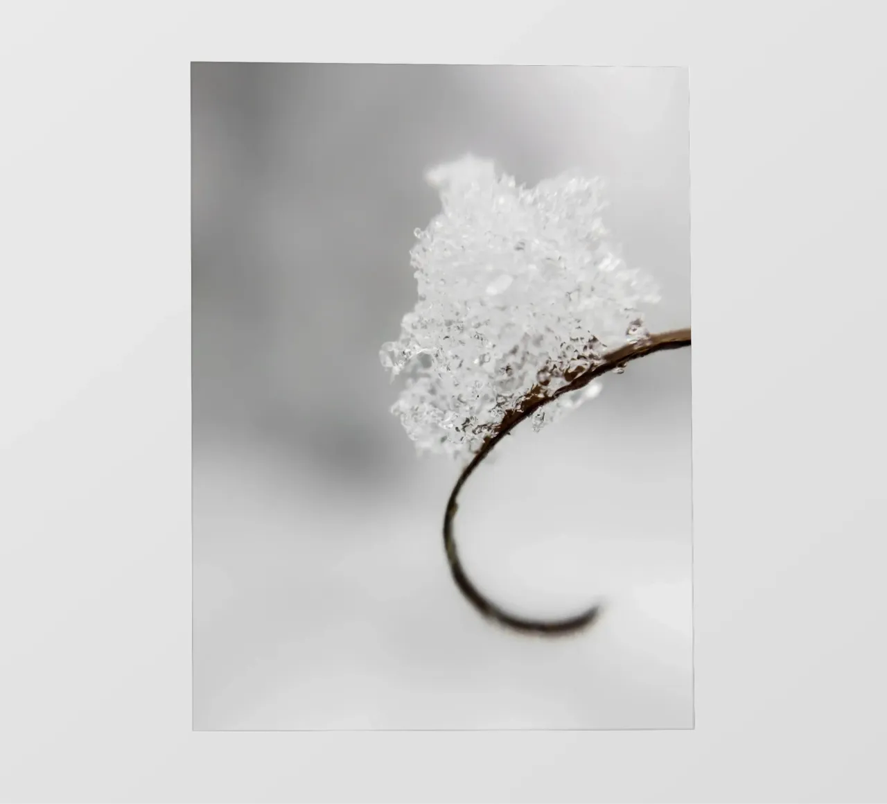 Macro design invernale minimalista telo in pvc da Whole©