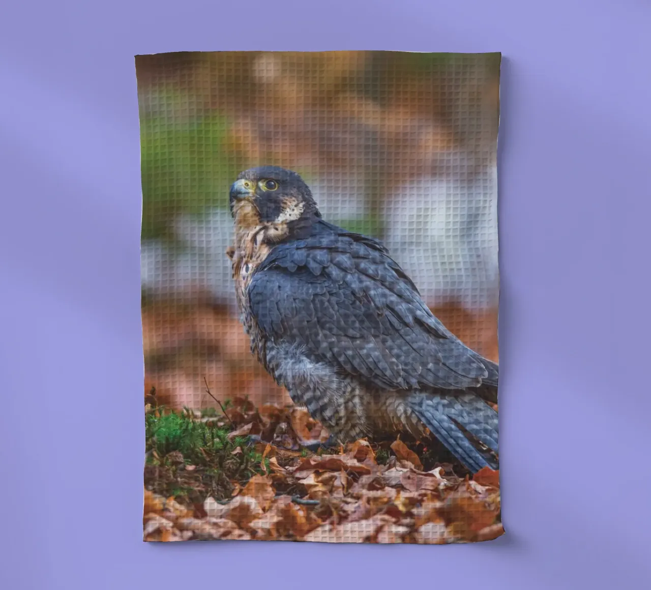 Peregrine Falcon tea towel by Dave Hare Photography