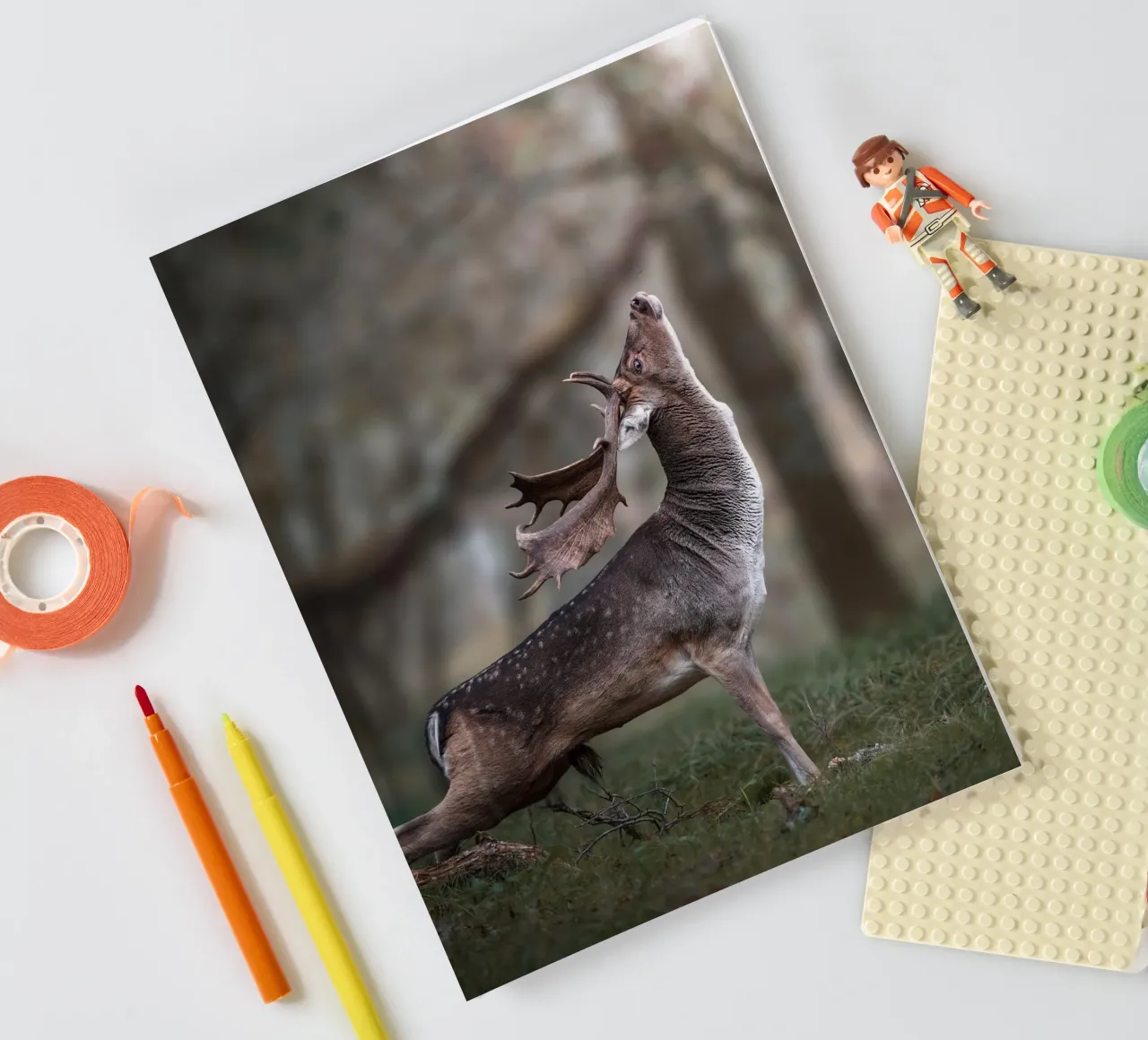 The Fallow Deer stretch notebook by Tom's Wildlife