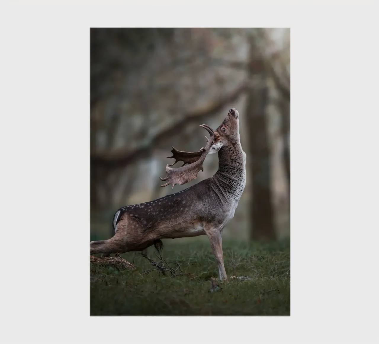 The Fallow Deer stretch notebook by Tom's Wildlife