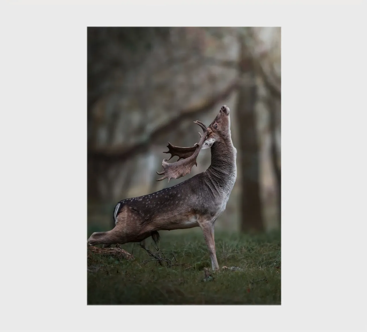 The Fallow Deer stretch notebook by Tom's Wildlife