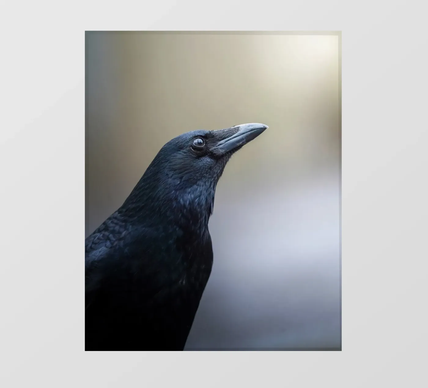 Crow papier peint photo de Tom's Wildlife