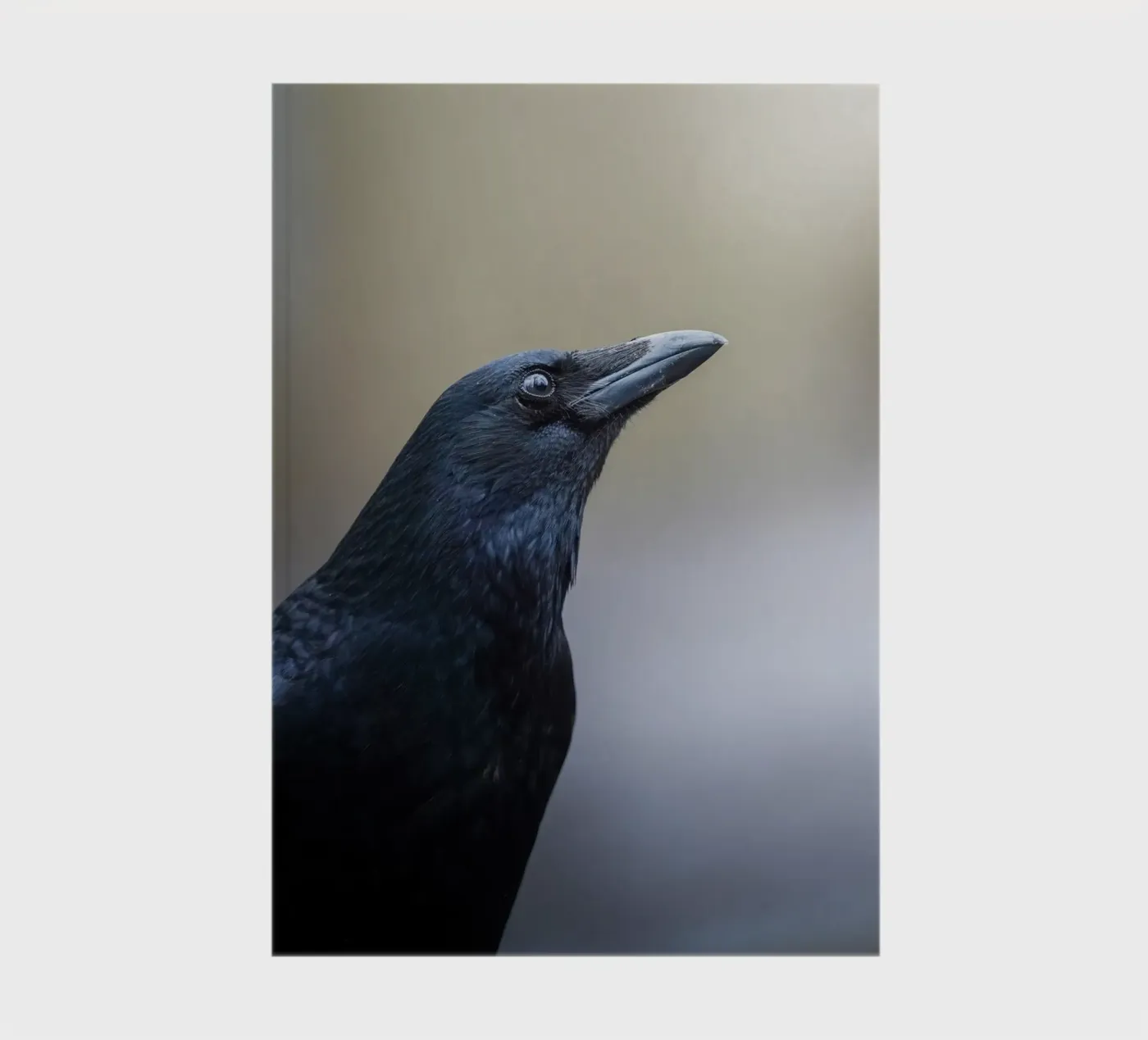 Crow notebook by Tom's Wildlife