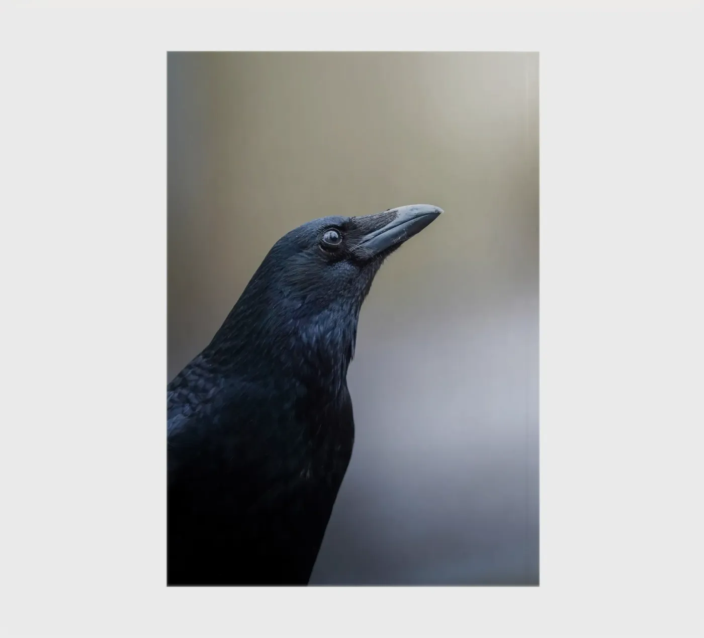Crow notebook by Tom's Wildlife
