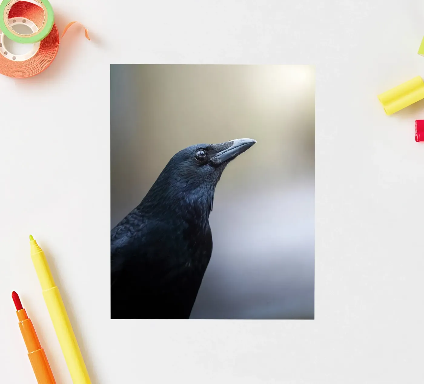 Crow autocollant de Tom's Wildlife