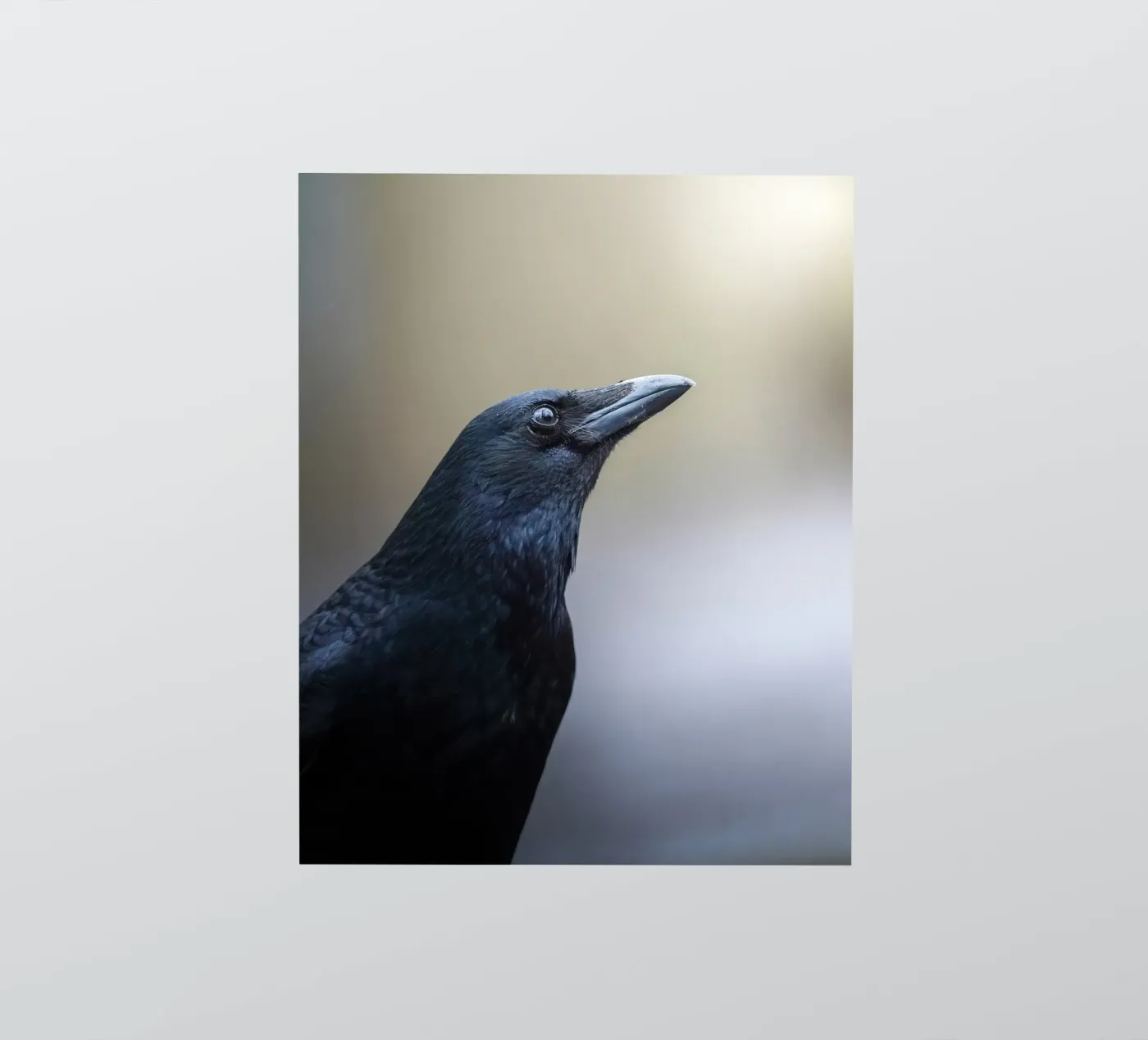 Crow adesivo da Tom's Wildlife