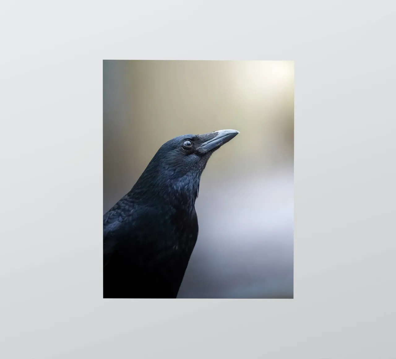 Crow sticker by Tom's Wildlife