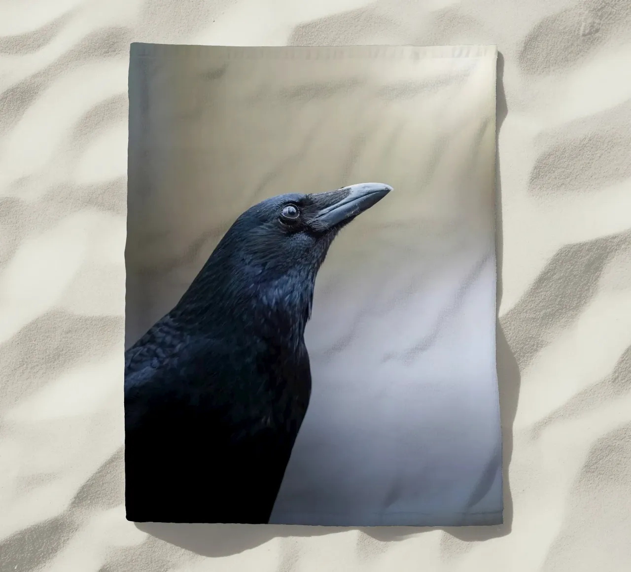 Corvo telo mare da Tom's Wildlife