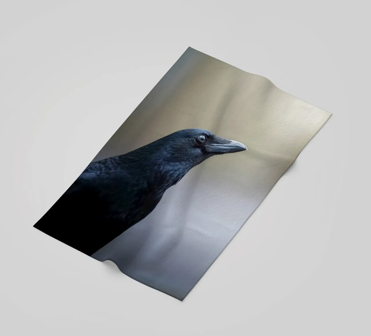 Corvo telo mare da Tom's Wildlife