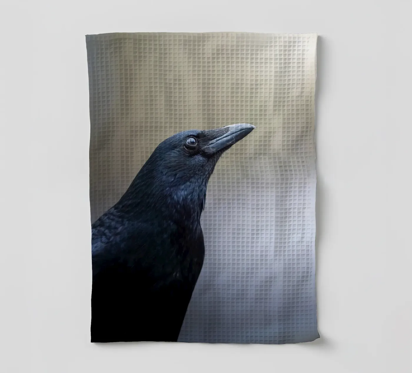 Corbeau torchon de Tom's Wildlife