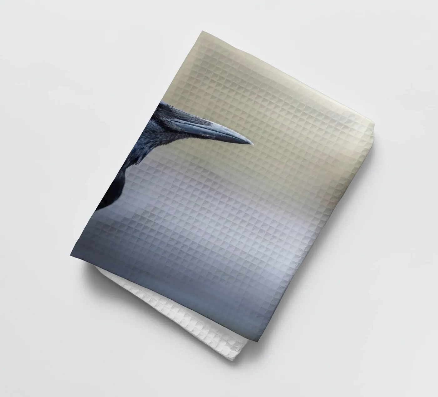 Corbeau torchon de Tom's Wildlife