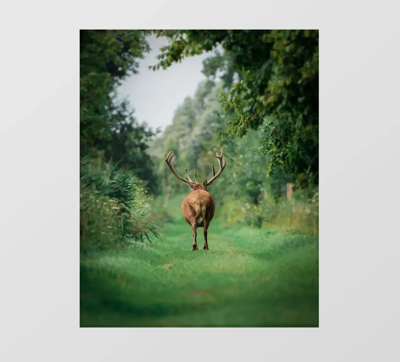 Partite con stile! pellicola backlit da Tom's Wildlife