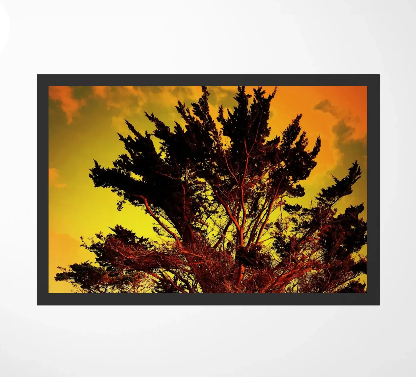 FAA122 zerbino da Thierry vobmann photography