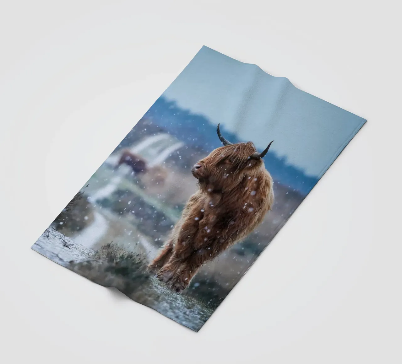 Mucca Highland nella neve coperta in pile da Tom's Wildlife