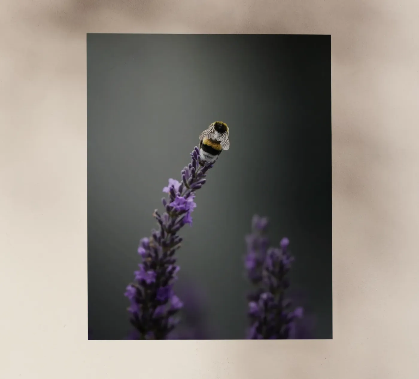 Calabrone pellicola backlit da Tom's Wildlife