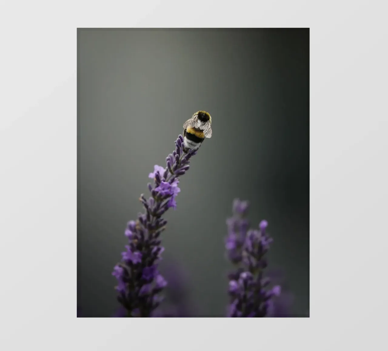 Bumblebee fotobehang van Tom's Wildlife