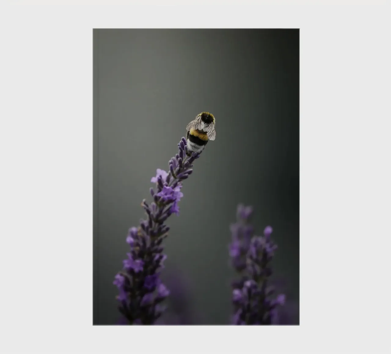 Bumblebee notebook by Tom's Wildlife