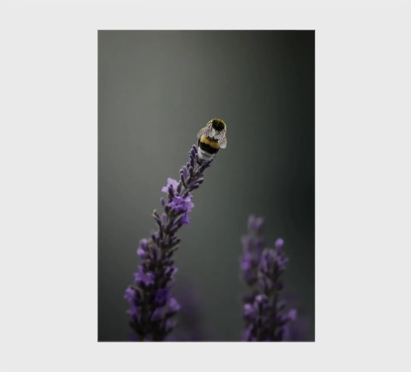 Bumblebee notebook by Tom's Wildlife
