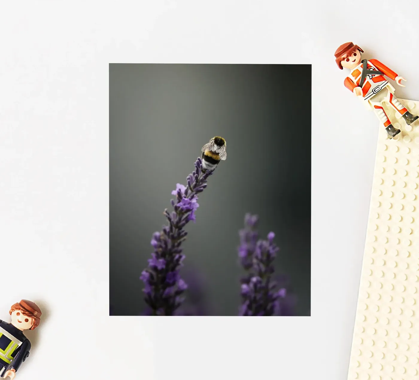 Hommel sticker van Tom's Wildlife