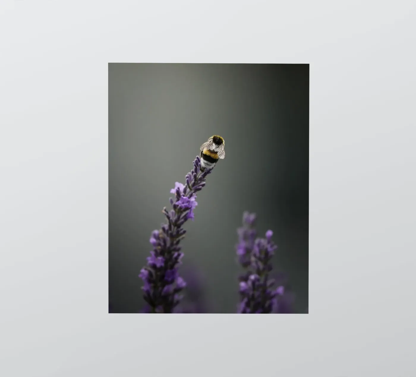 Hommel sticker van Tom's Wildlife