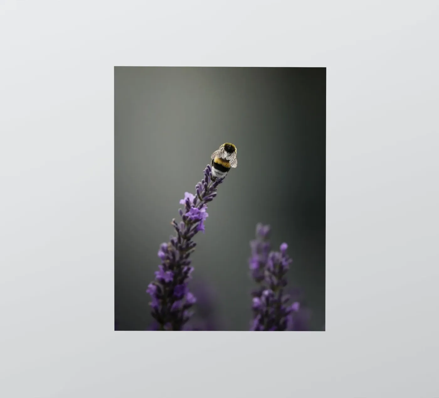 Bumblebee sticker by Tom's Wildlife