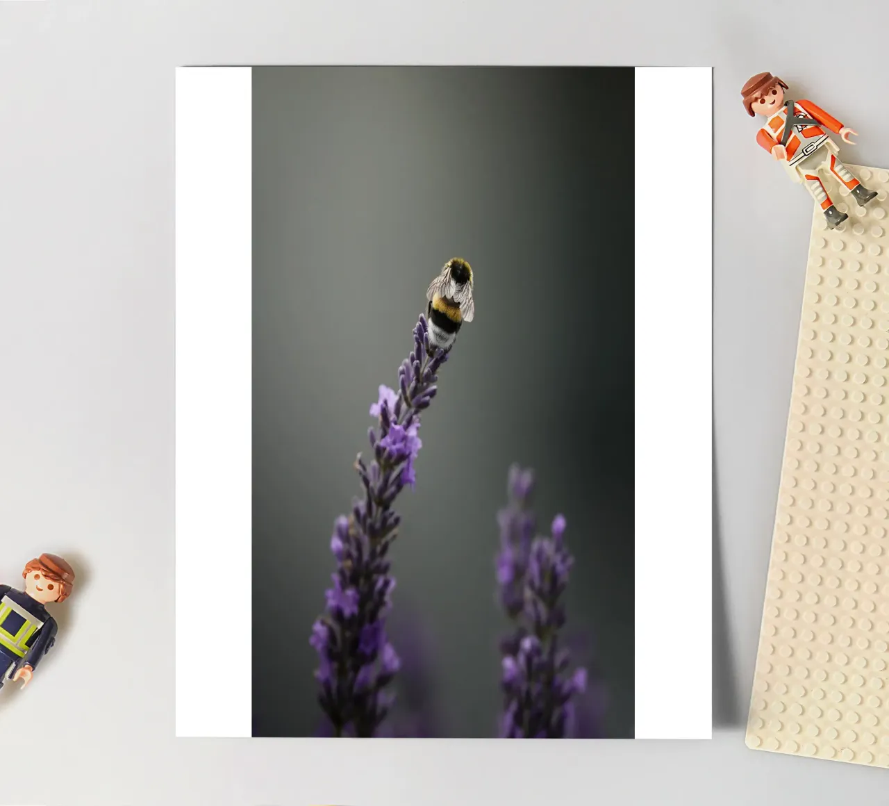 Bumblebee sticker sheet by Tom's Wildlife