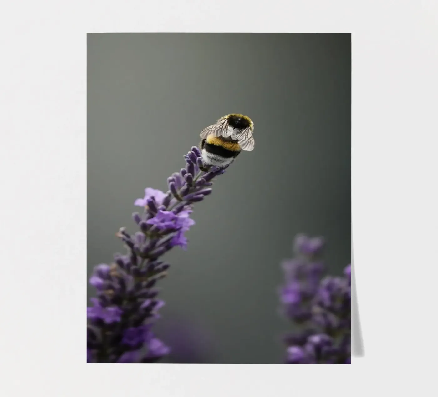 Hommel stickervel van Tom's Wildlife