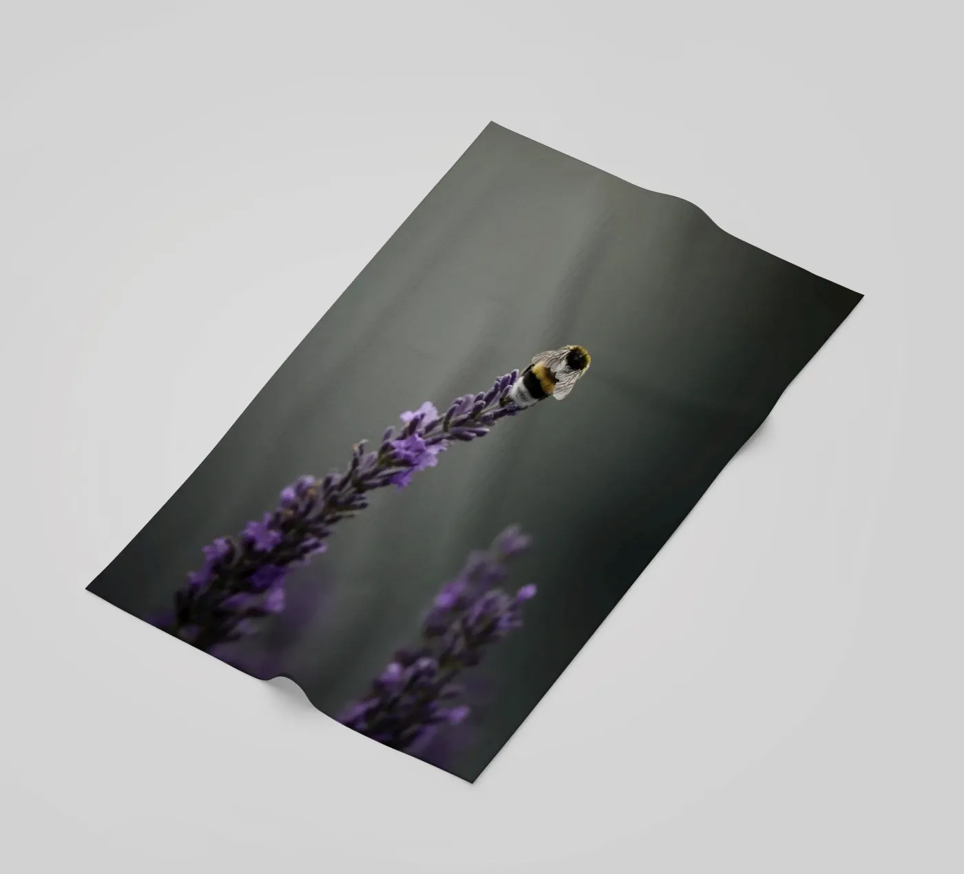 Calabrone telo mare da Tom's Wildlife