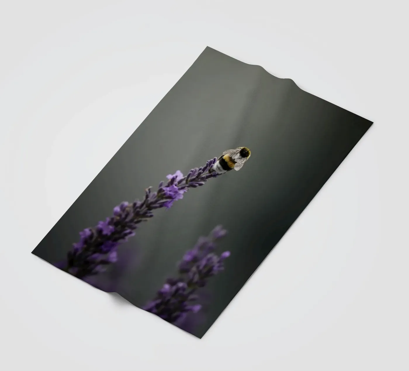 Bumblebee fleece blanket by Tom's Wildlife