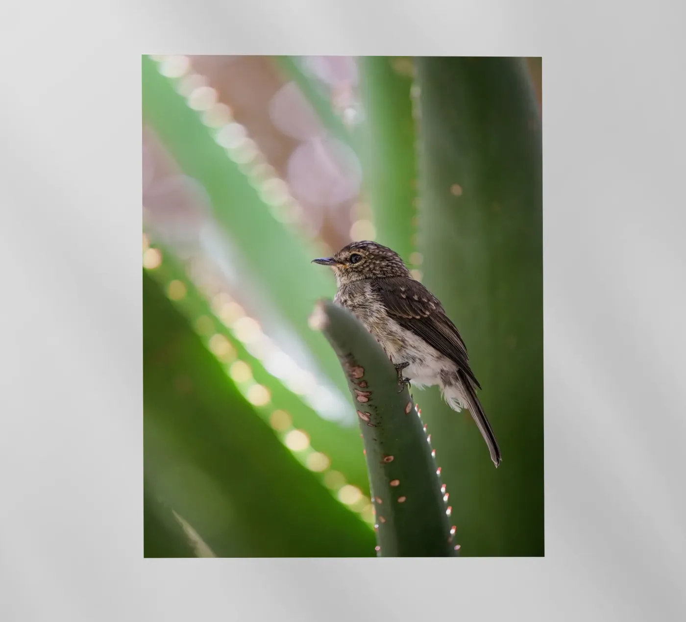 Flycather pellicola backlit da Tom's Wildlife