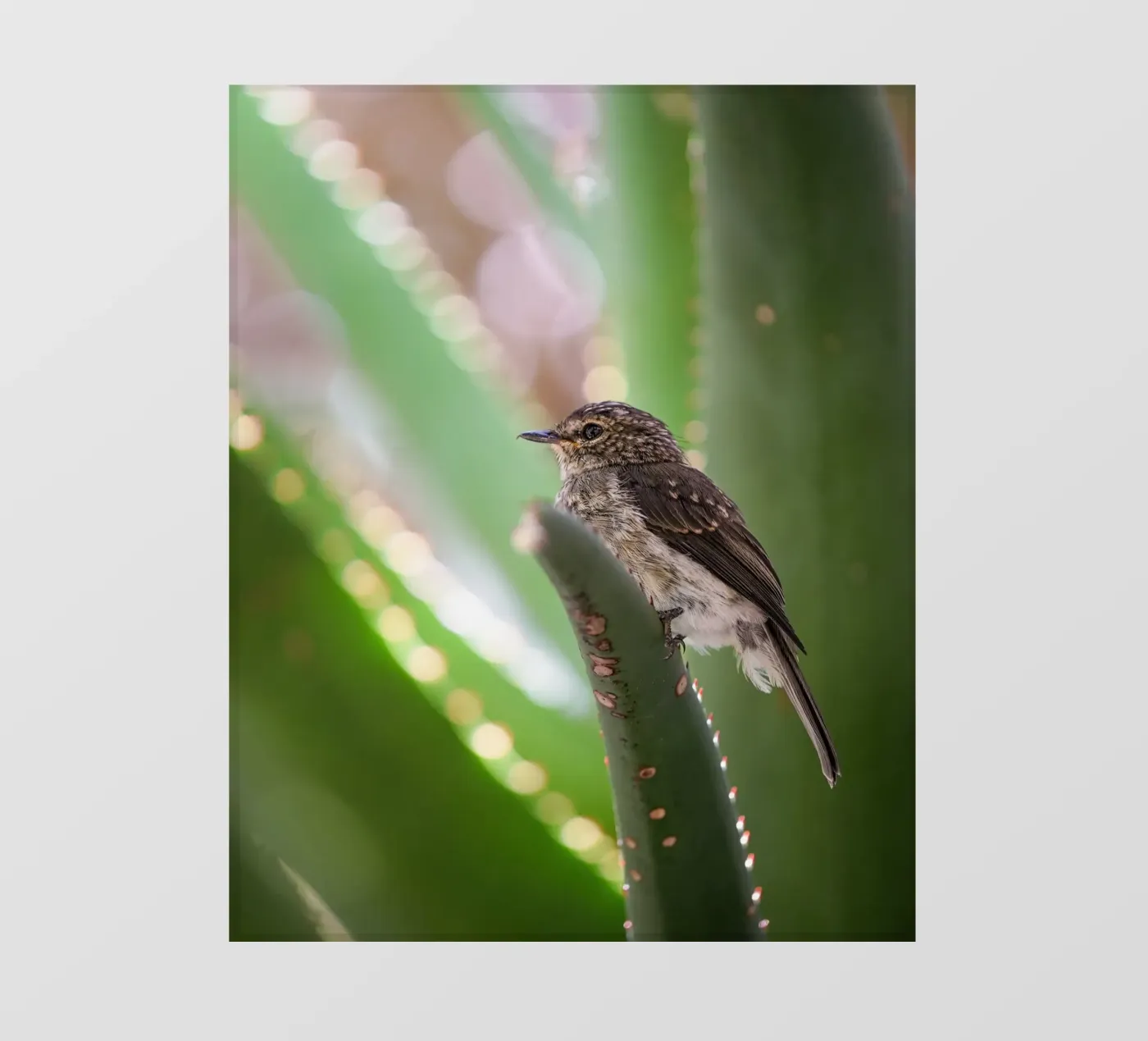 Flycather pellicola backlit da Tom's Wildlife