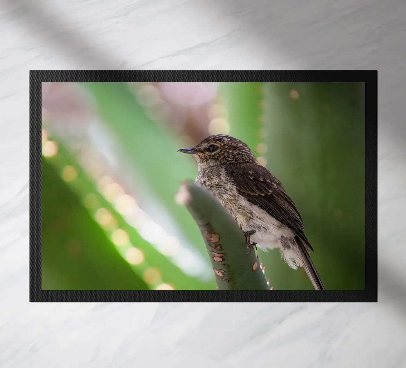 Flycather doormat by Tom's Wildlife