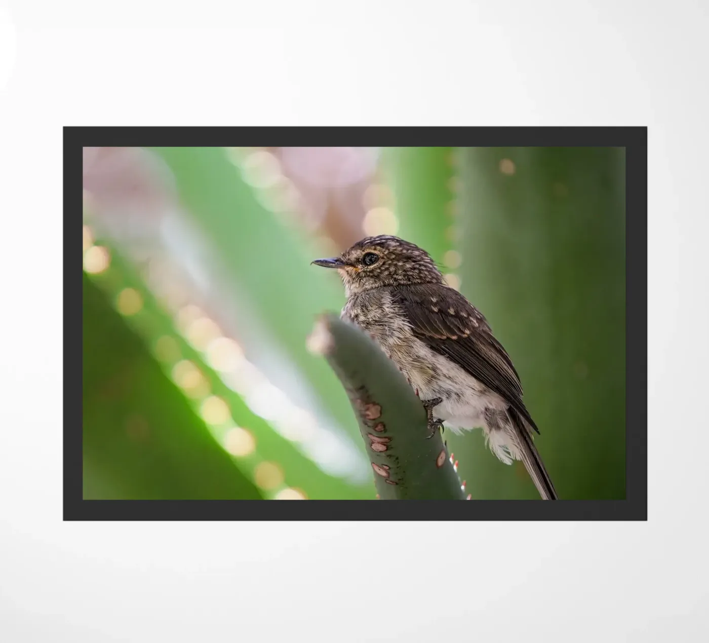 Flycather doormat by Tom's Wildlife