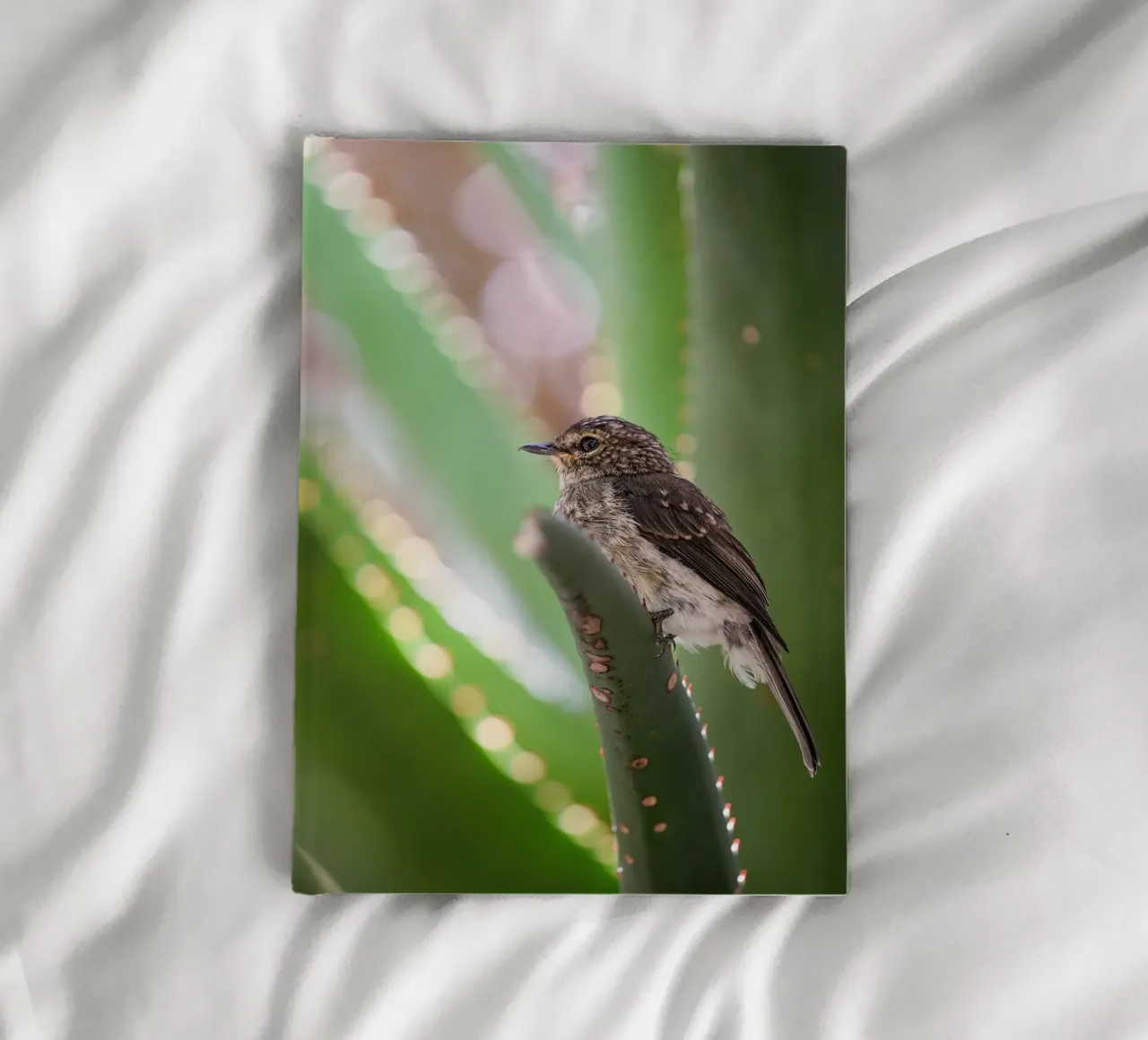 Flycather diario da Tom's Wildlife
