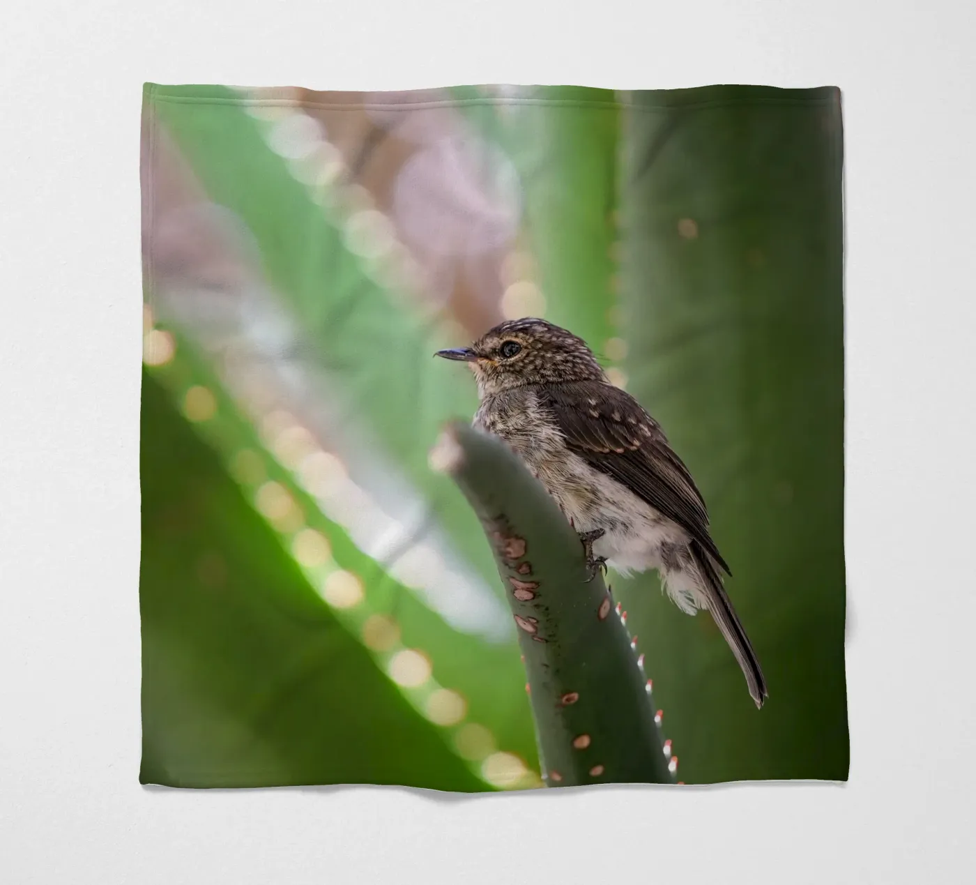 Flycather fleece blanket by Tom's Wildlife