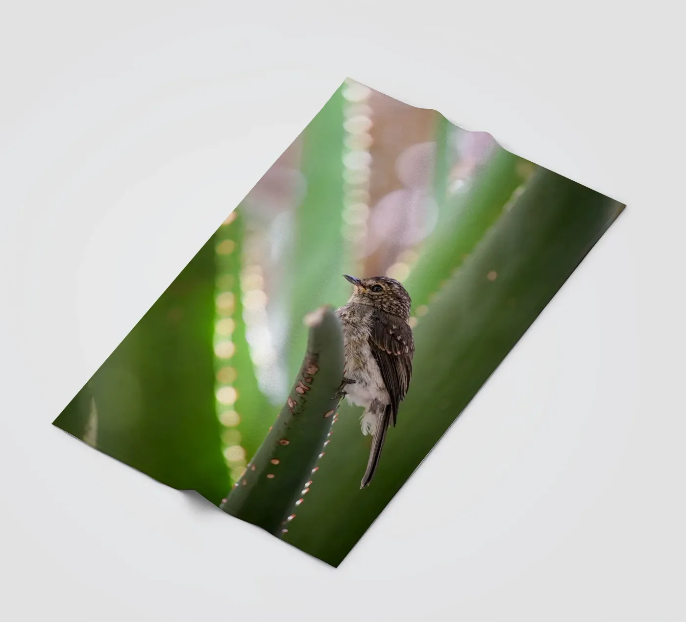 Flycather fleece blanket by Tom's Wildlife