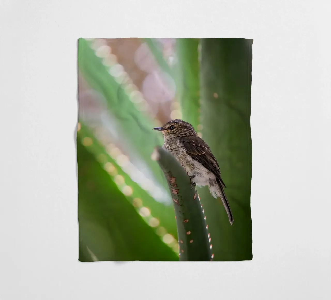 Flycather coperta in pile da Tom's Wildlife