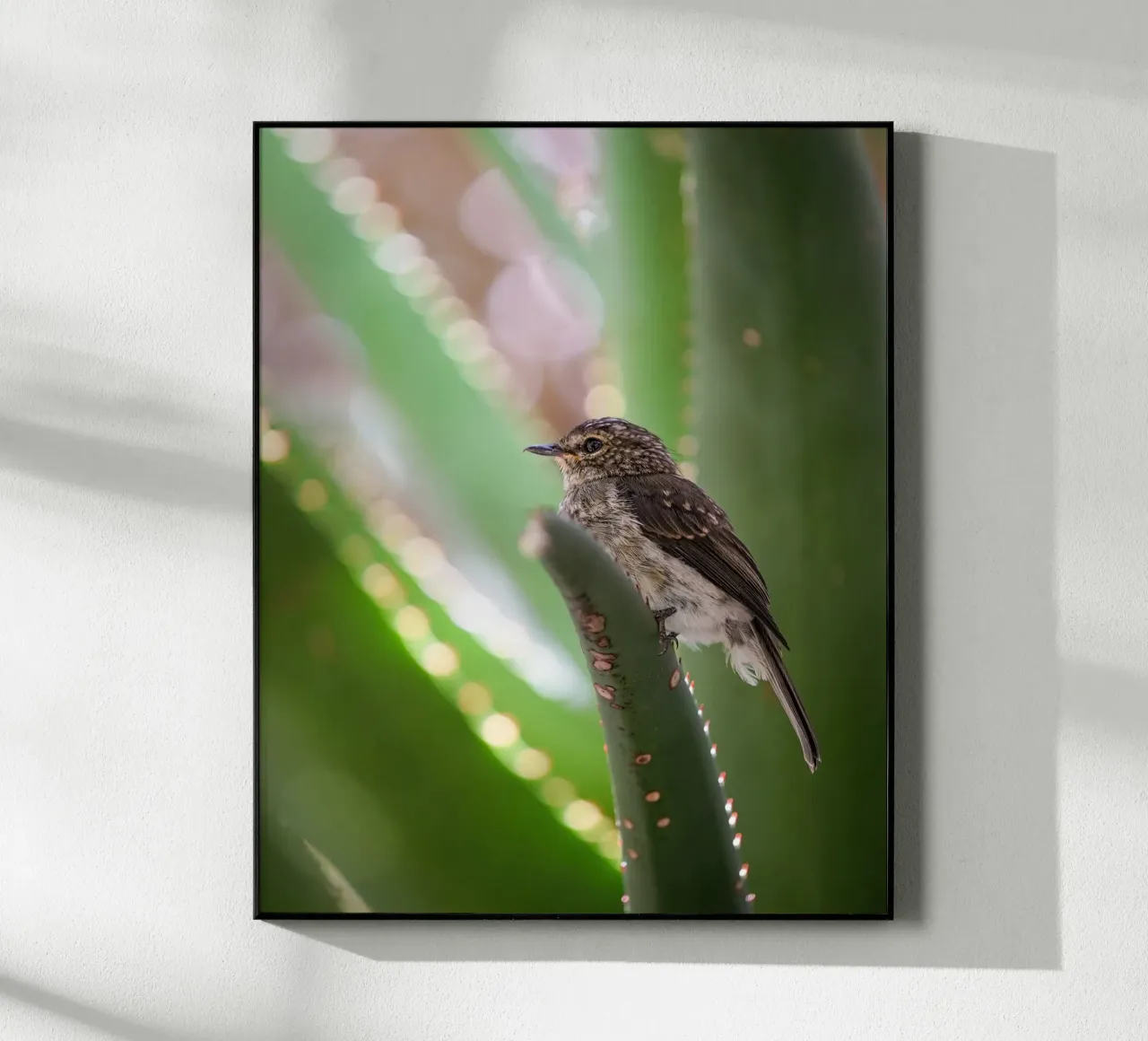 Flycather plexiglass da Tom's Wildlife